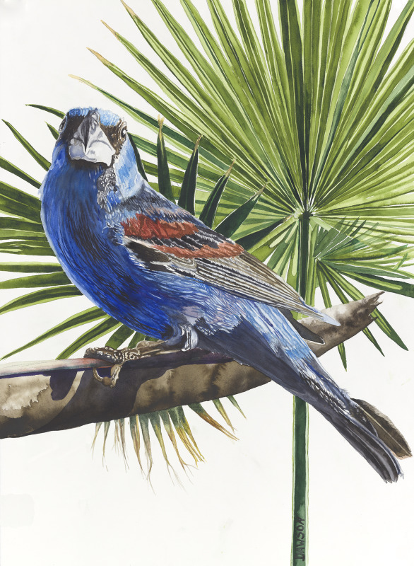 Blue Grosbeak with Fan Palm