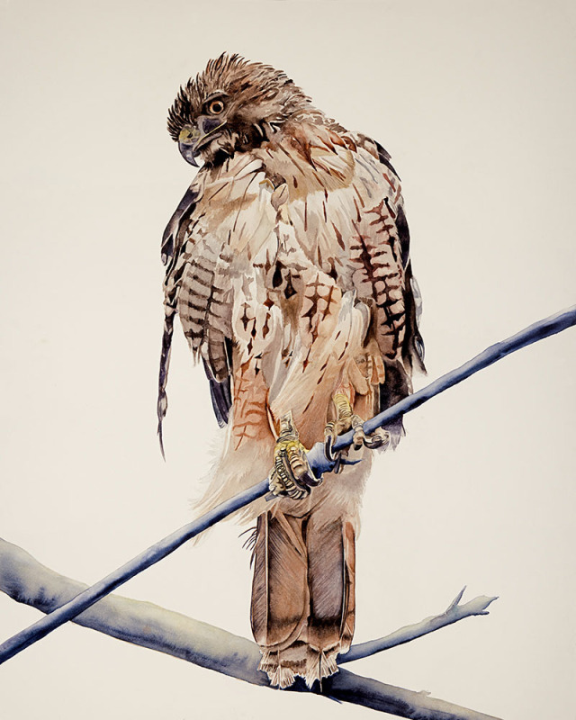 Red-Tailed Hawk