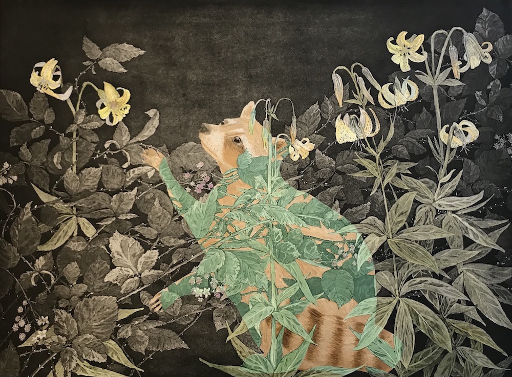 Golden Raccoon in Blackberries and Tiger Lilies 6/8