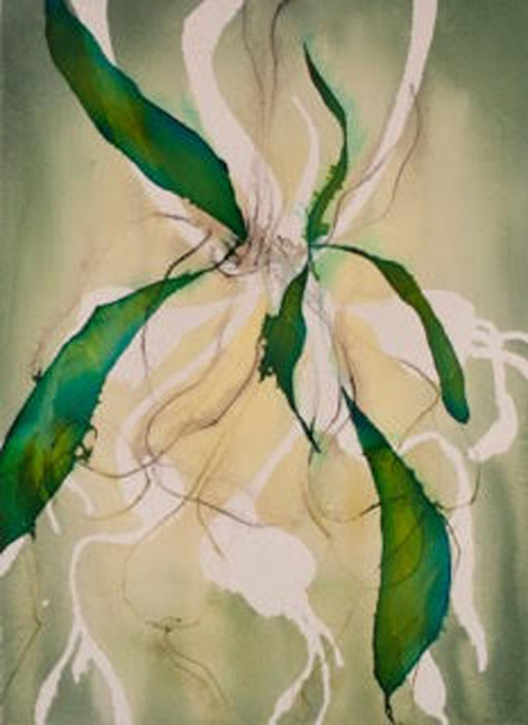 Spider Lily