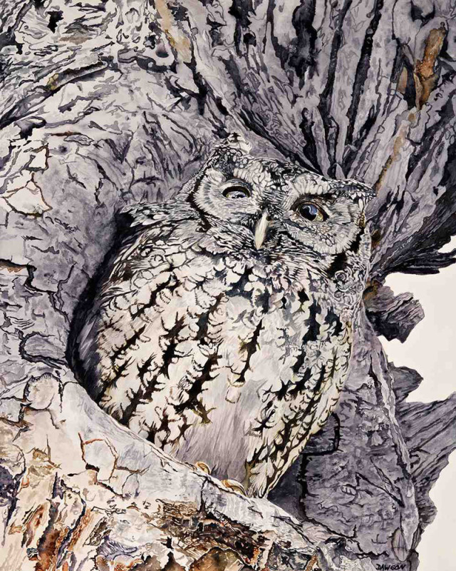 Screech Owl I