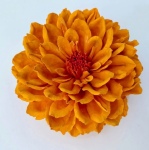 Orange Dahlia