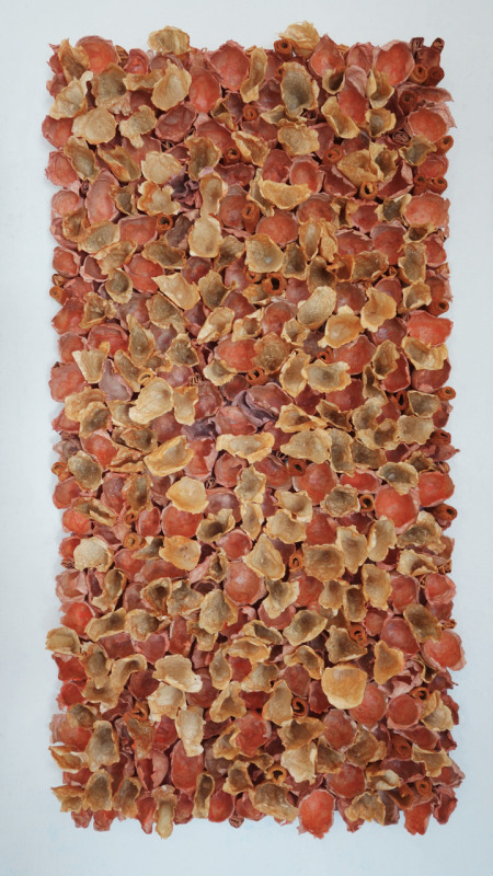 Field, Coral