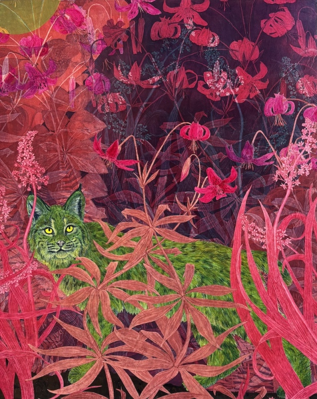 Bobcat on Magenta Morning