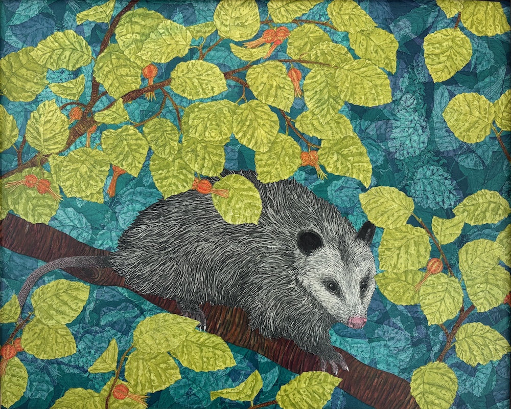 Opossum in Beaked Hazelnut