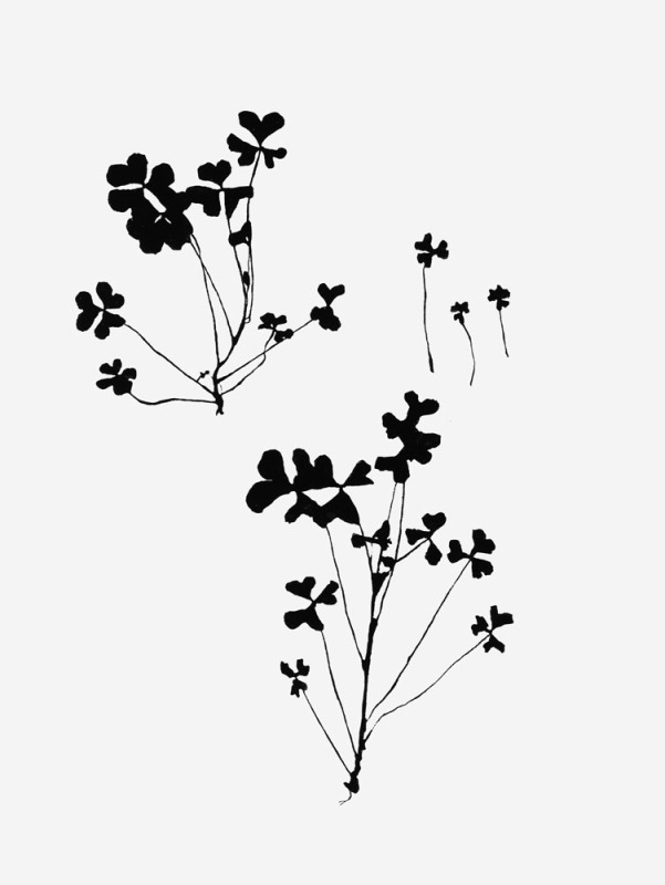 Restoration (Now a Family of Five)