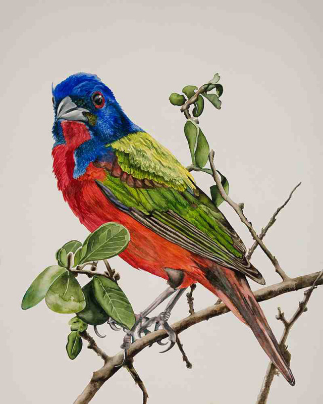 Party Bird: Painted Bunting